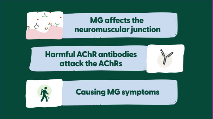 Illustrations of MG’s role in the body