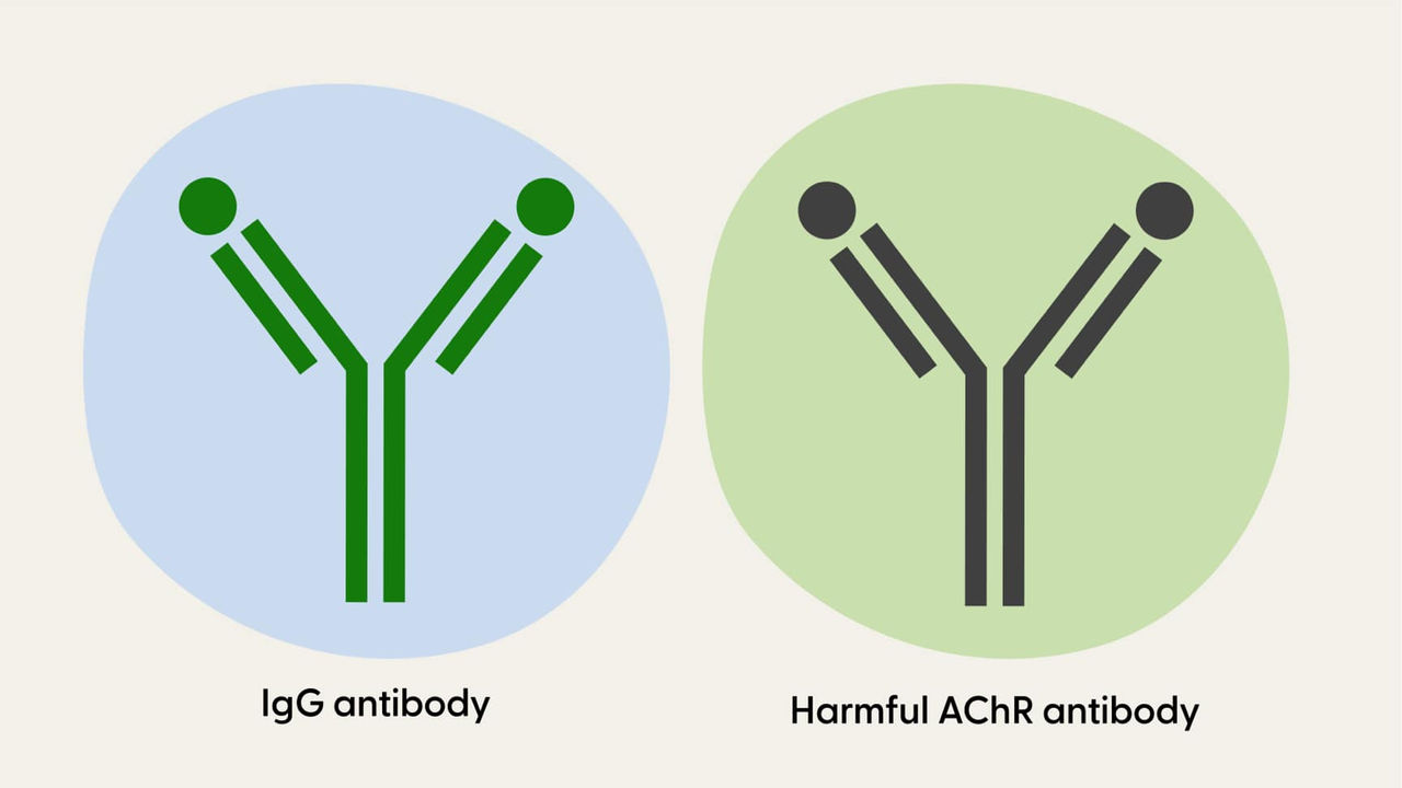 Healthy and harmful antibody, different colors